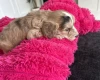 Cockapoo