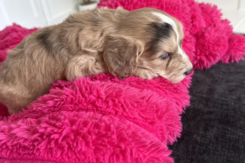 Cockapoo