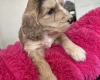 Cockapoo