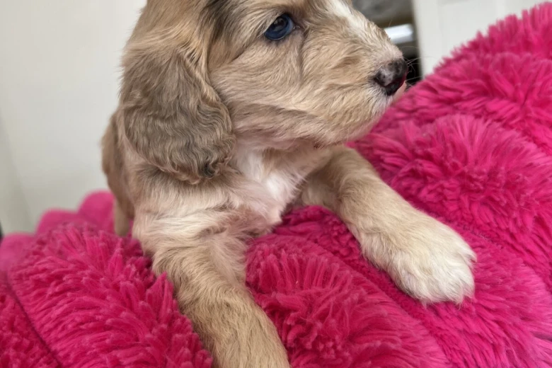 Cockapoo