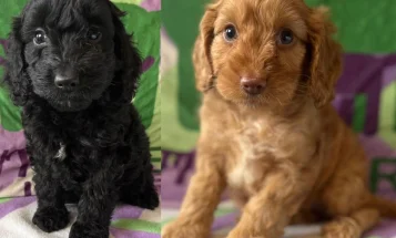 Cockapoo