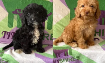 Cockapoo