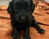Cockapoo