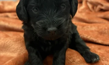 Cockapoo