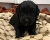 Cockapoo