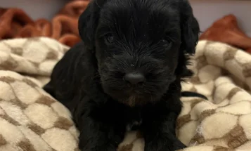 Cockapoo