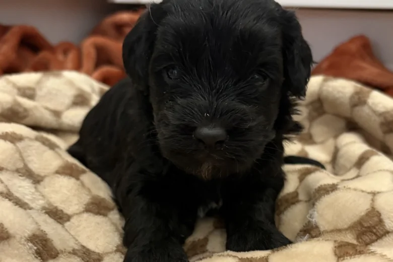 Cockapoo