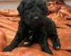 Cockapoo