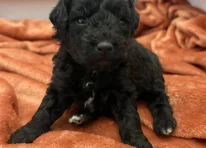 Puppy 3