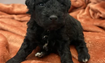 Cockapoo