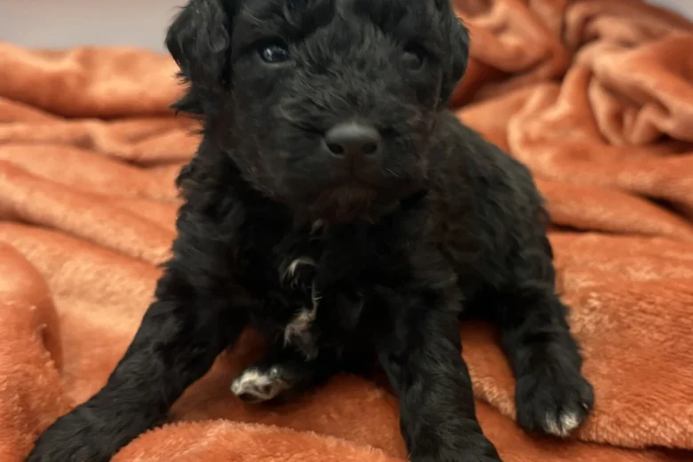 Cockapoo