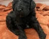 Cockapoo