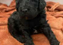Puppy 4