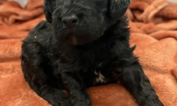 Cockapoo