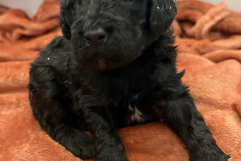 Cockapoo