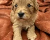 Cockapoo