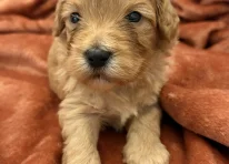 Puppy 1