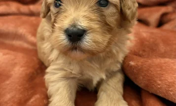 Cockapoo