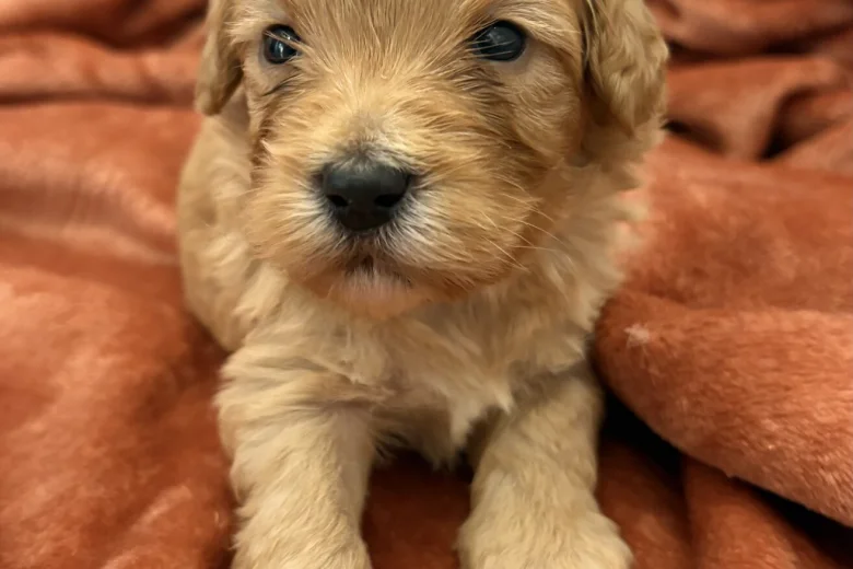 Cockapoo