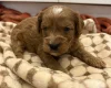 Cockapoo