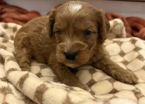 Puppy 6