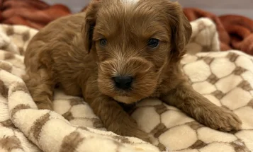 Cockapoo
