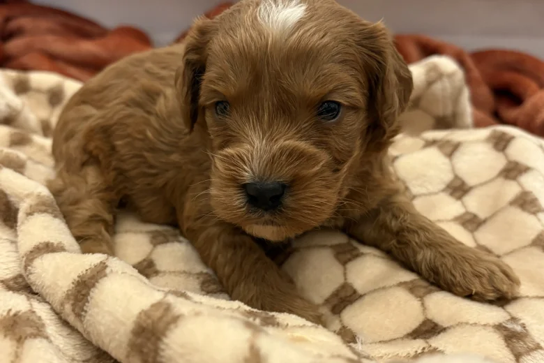 Cockapoo