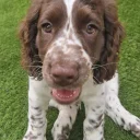 Cocker Spaniel (Working)
