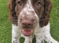 Puppy 1