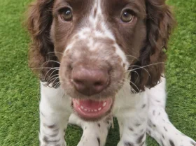 Cocker Spaniel (Working)