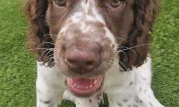 Cocker Spaniel (Working)