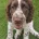 Cocker Spaniel (Working)