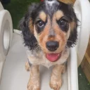 Cocker Spaniel (Working)