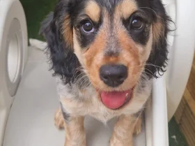 Cocker Spaniel (Working)