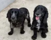 Cocker Spaniel (Show)