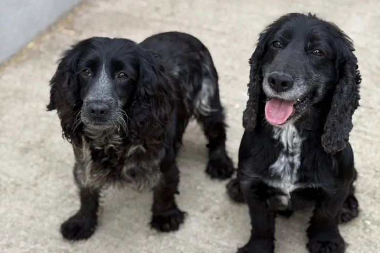 Cocker Spaniel (Show)