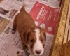 Cocker Spaniel (Working)