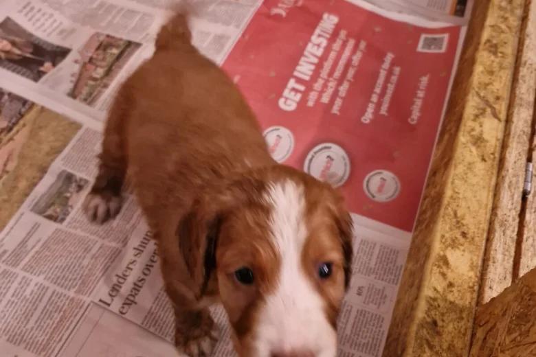 Cocker Spaniel (Working)