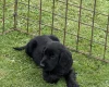 Cocker Spaniel (Show)