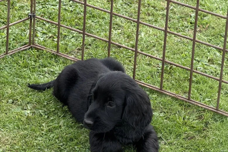 Cocker Spaniel (Show)