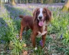 Cocker Spaniel (Working)