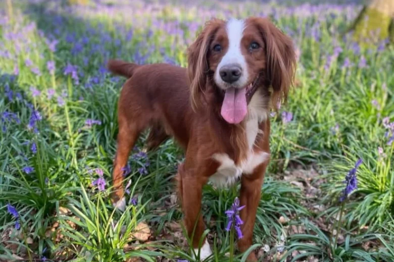 Cocker Spaniel (Working)