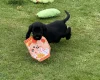 Cocker Spaniel (Show)
