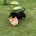 Cocker Spaniel (Show)