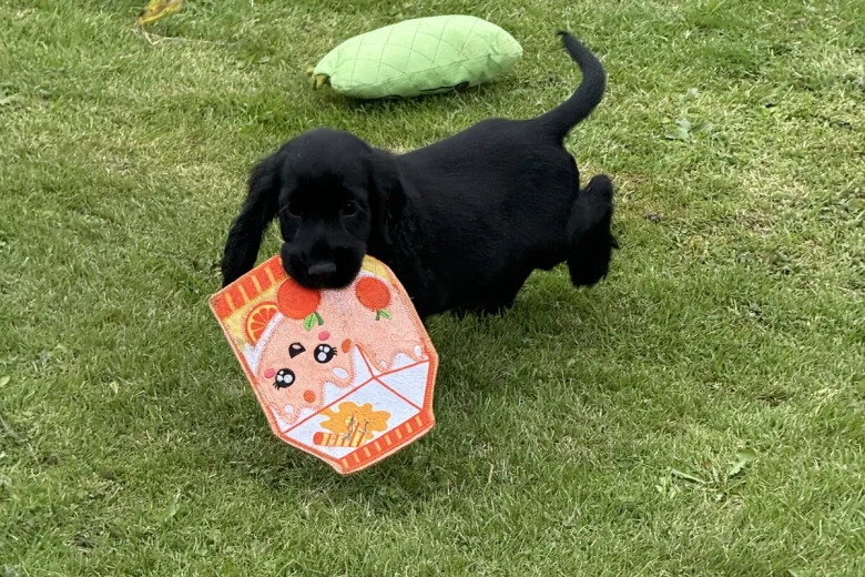 Cocker Spaniel (Show)