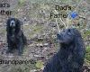 Cocker Spaniel (Show)