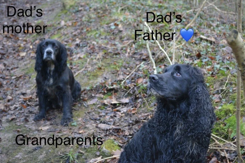 Cocker Spaniel (Show)