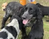 Cocker Spaniel (Show)