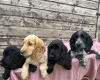 Cocker Spaniel (Show)