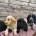 Cocker Spaniel (Show)